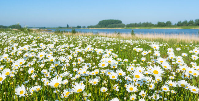 Plenty,Of,Blooming,Common,Daisies,At,The,Banks,Of,A