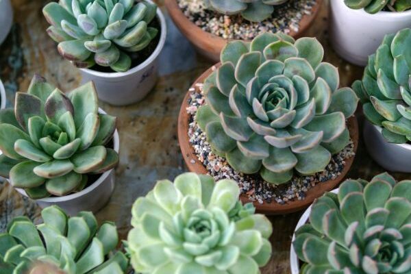 potted succulents