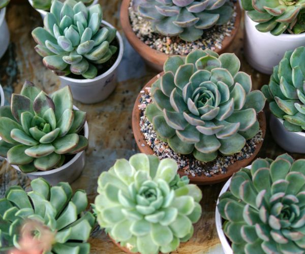 potted succulents